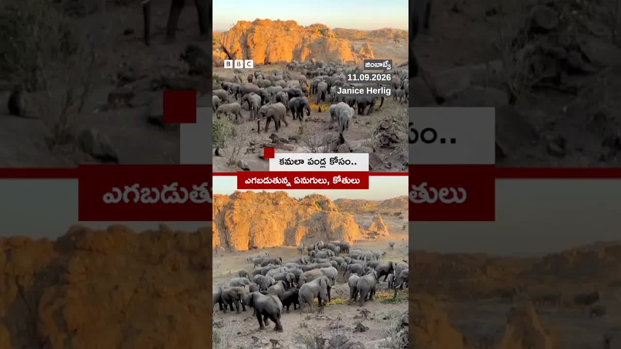 జింబాబ్వేలో ఏనుగులకు కమలా పండ్లు