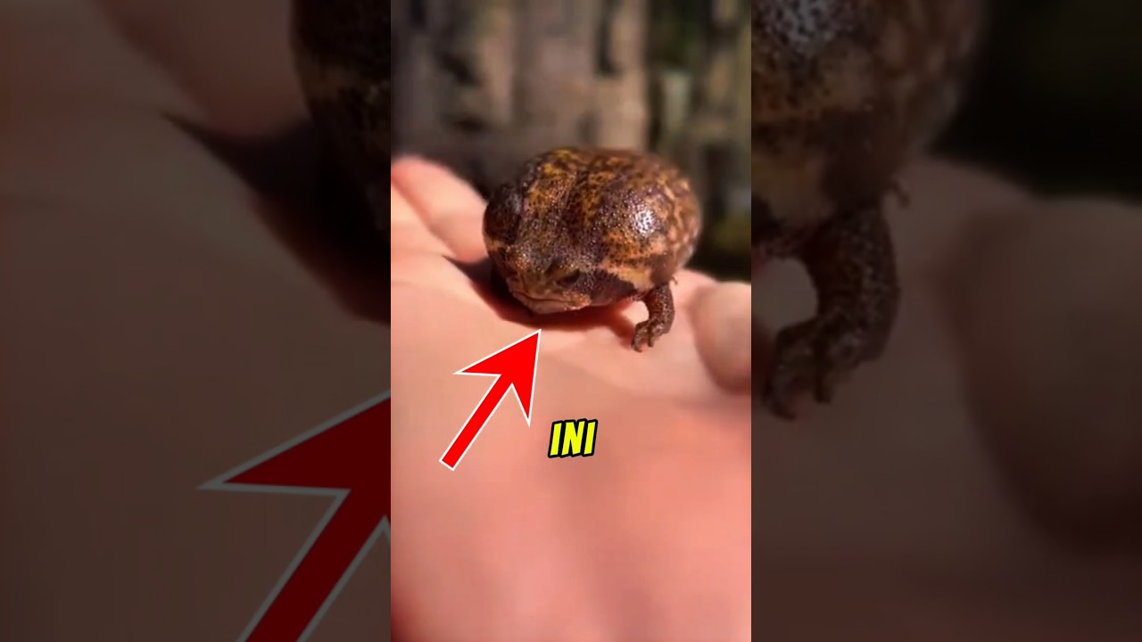 Fakta Menarik Katak Hujan Rain Frog