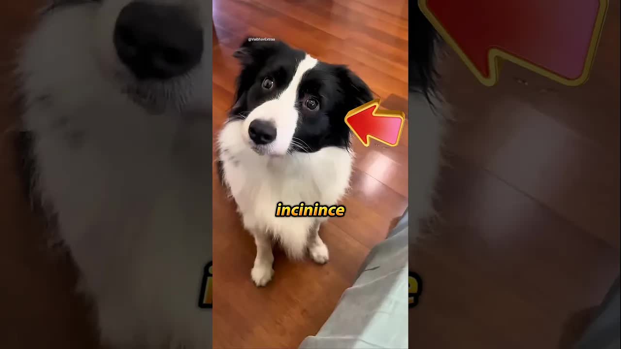Köpeğin Para Üstünü Gizlemesi