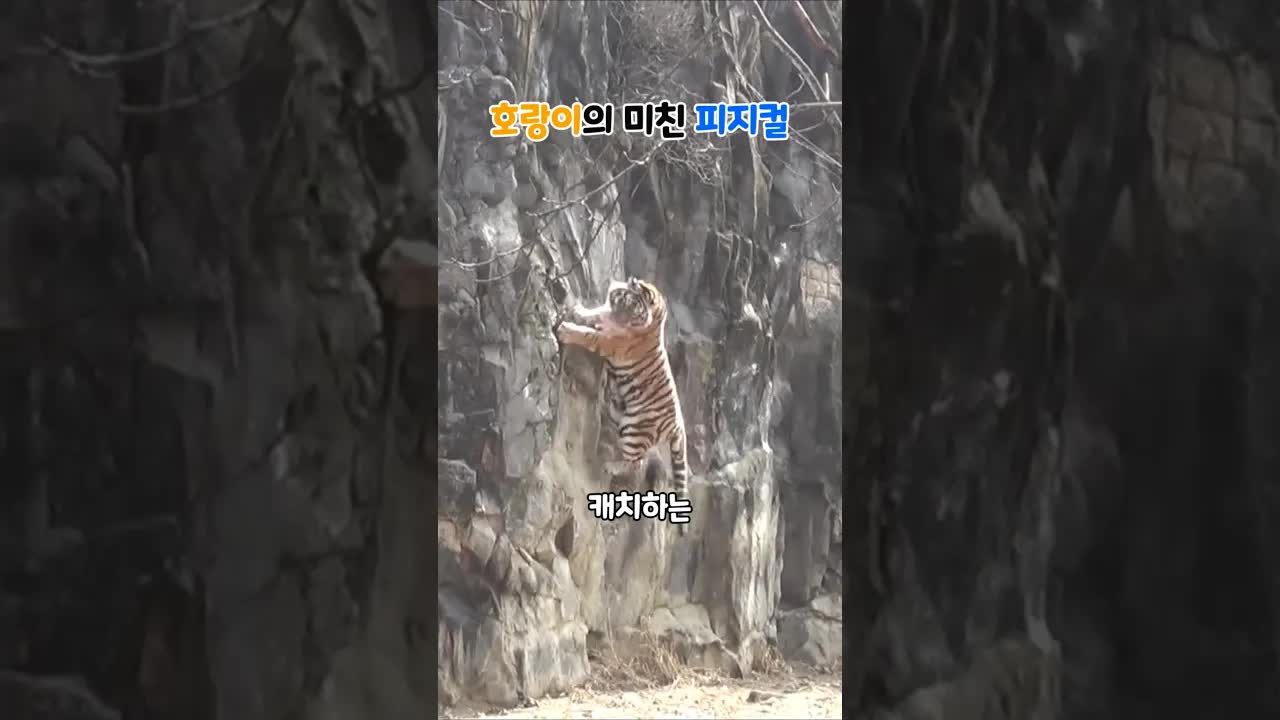 호랑이의 놀라운 점프력과 사냥 능력