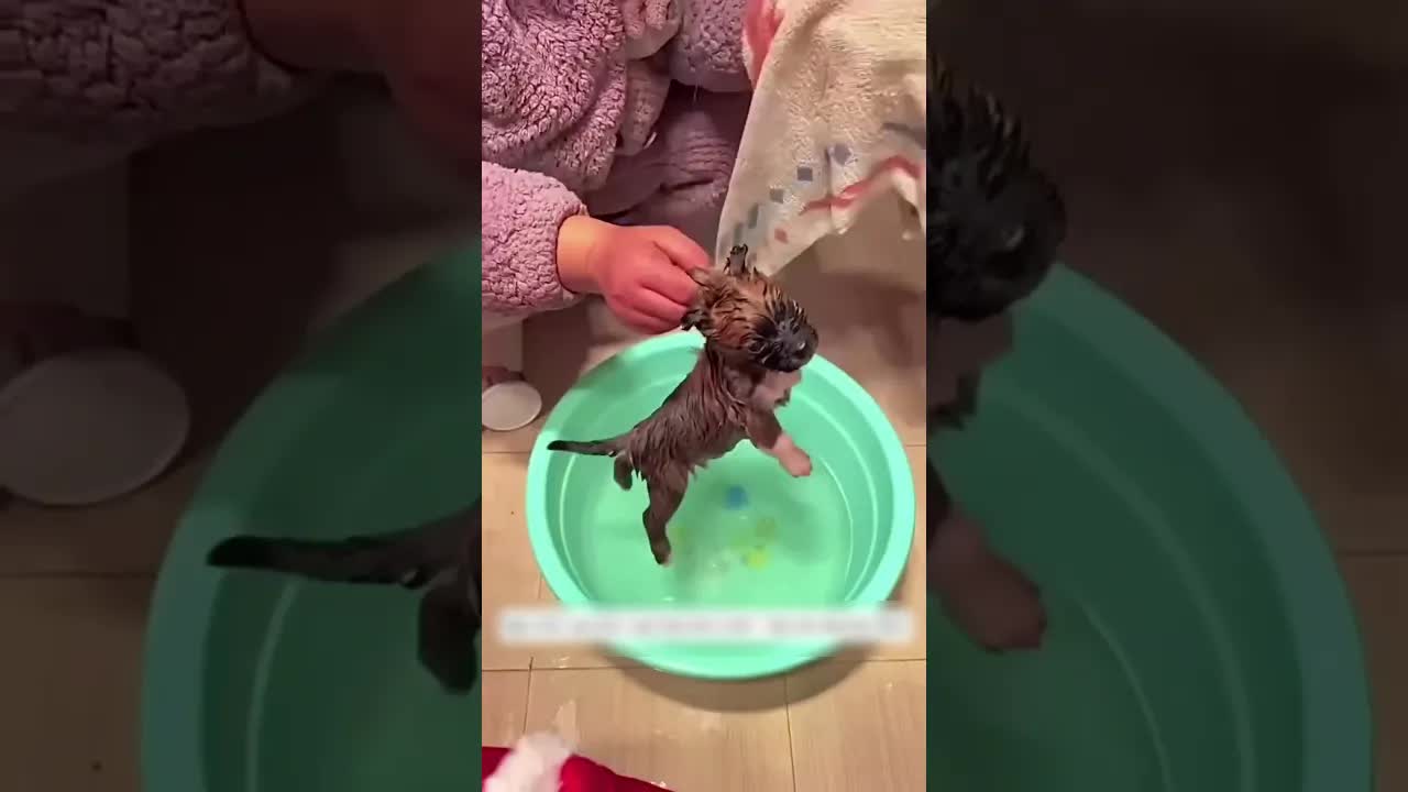 Chicos rescatan cachorros bajo la lluvia