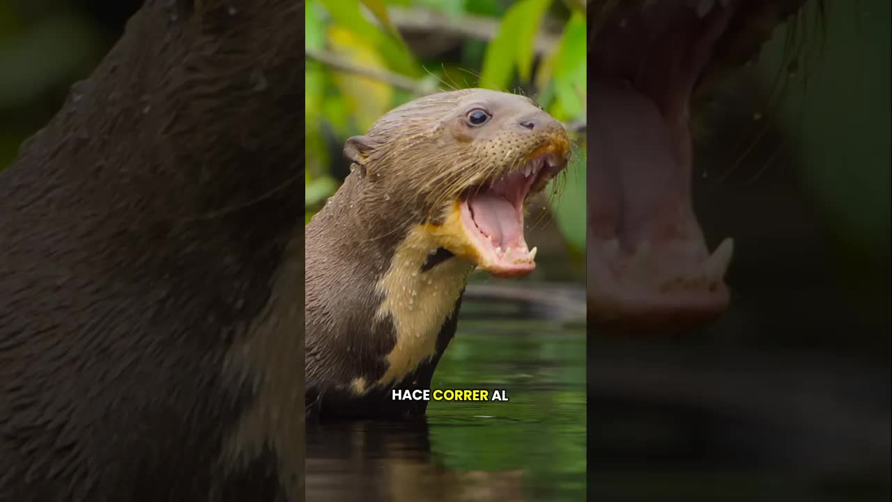 La nutria que desafía al jaguar en la selva