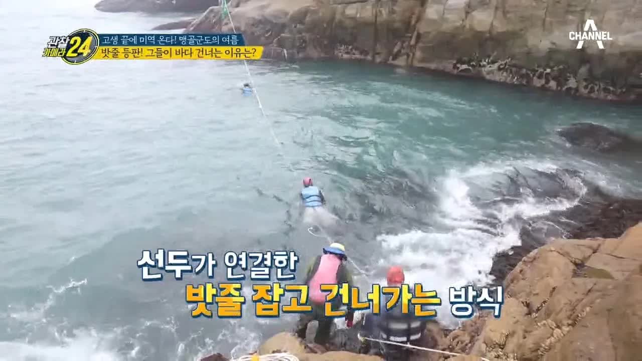 파도 속 돌미역 채취 현장