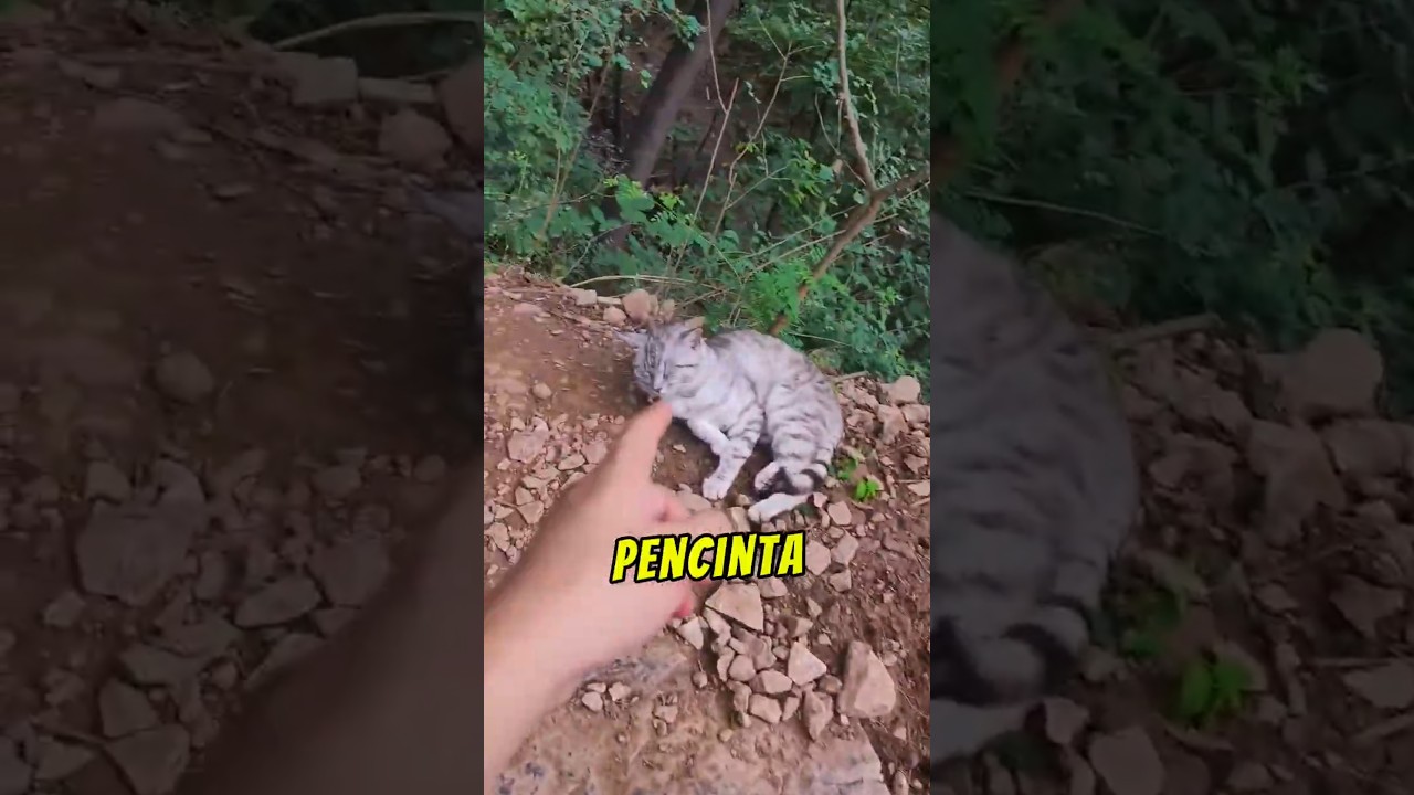 Kucing Gunung Tak Sesat, Cuma Suka Mendaki