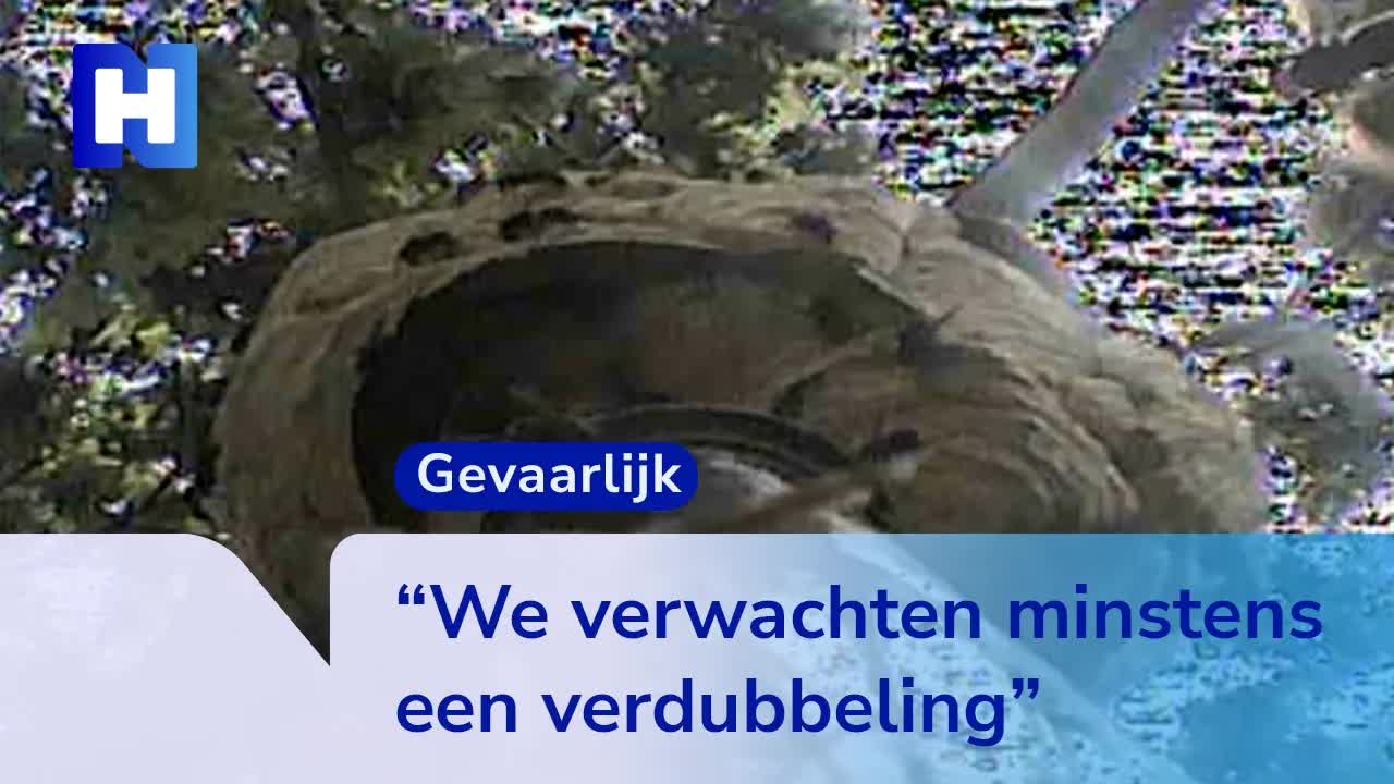Aziatische hoornaar neemt toe in Noord-Holland