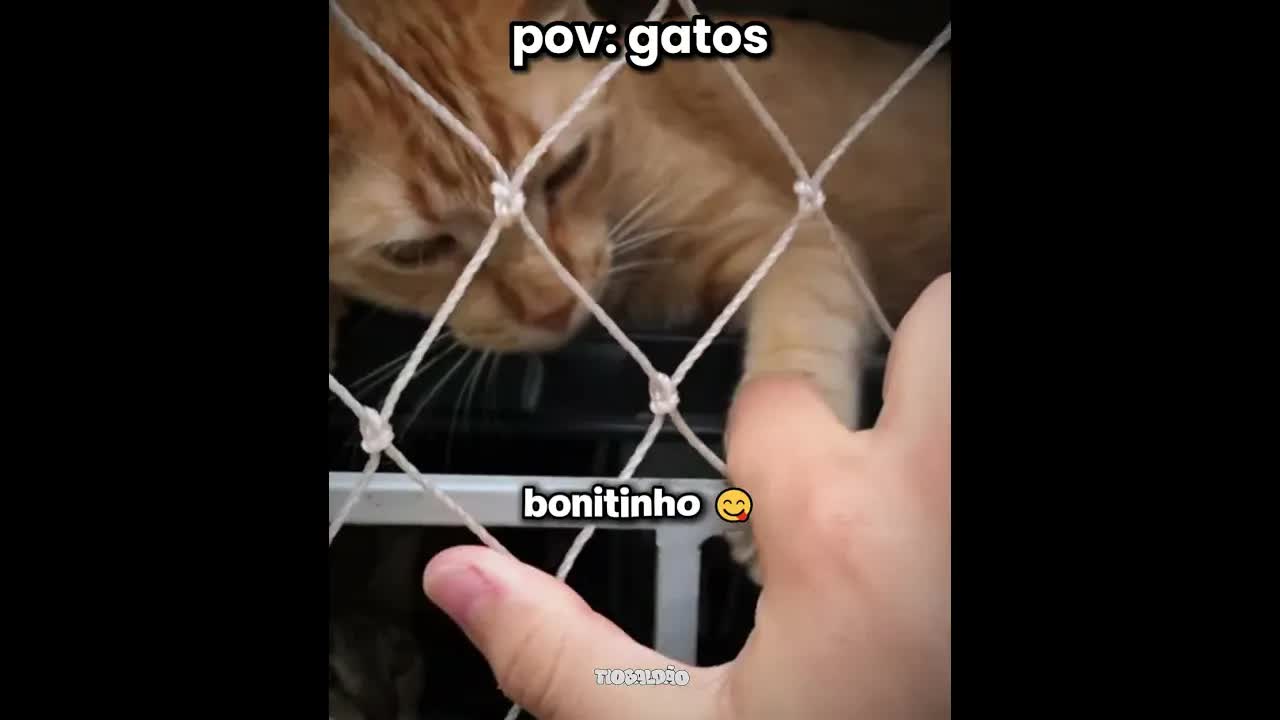 Resgatando um gatinho abandonado na rua