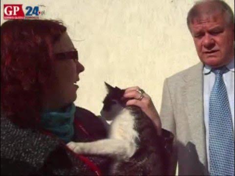 Adopcja kota ze schroniska w Słupsku