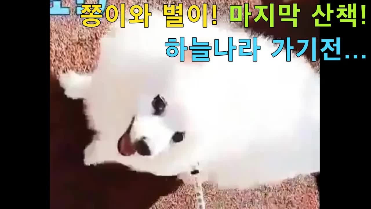 우리 강아지 종이와 별이의 동네 산책