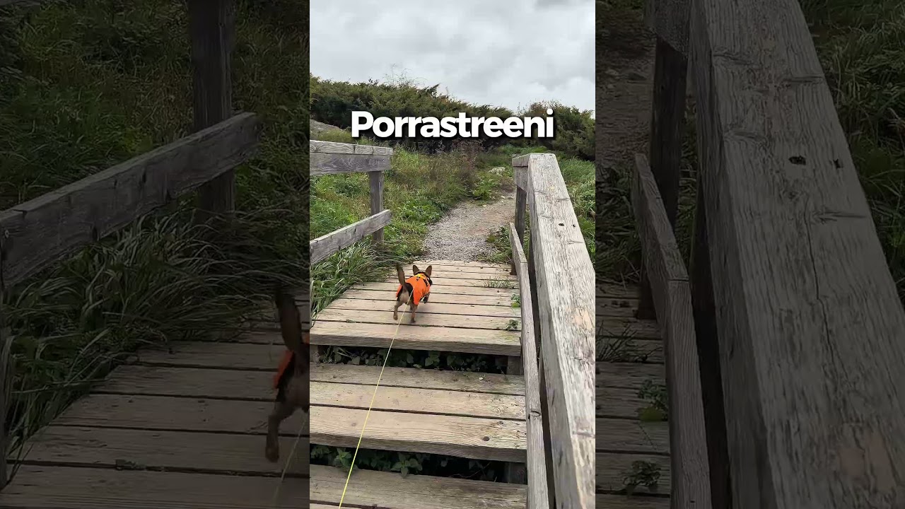 Marttikoiran syysretki Vuosaareen