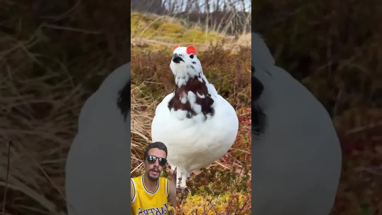 حيوان مميز يغير لونه حسب الفصول