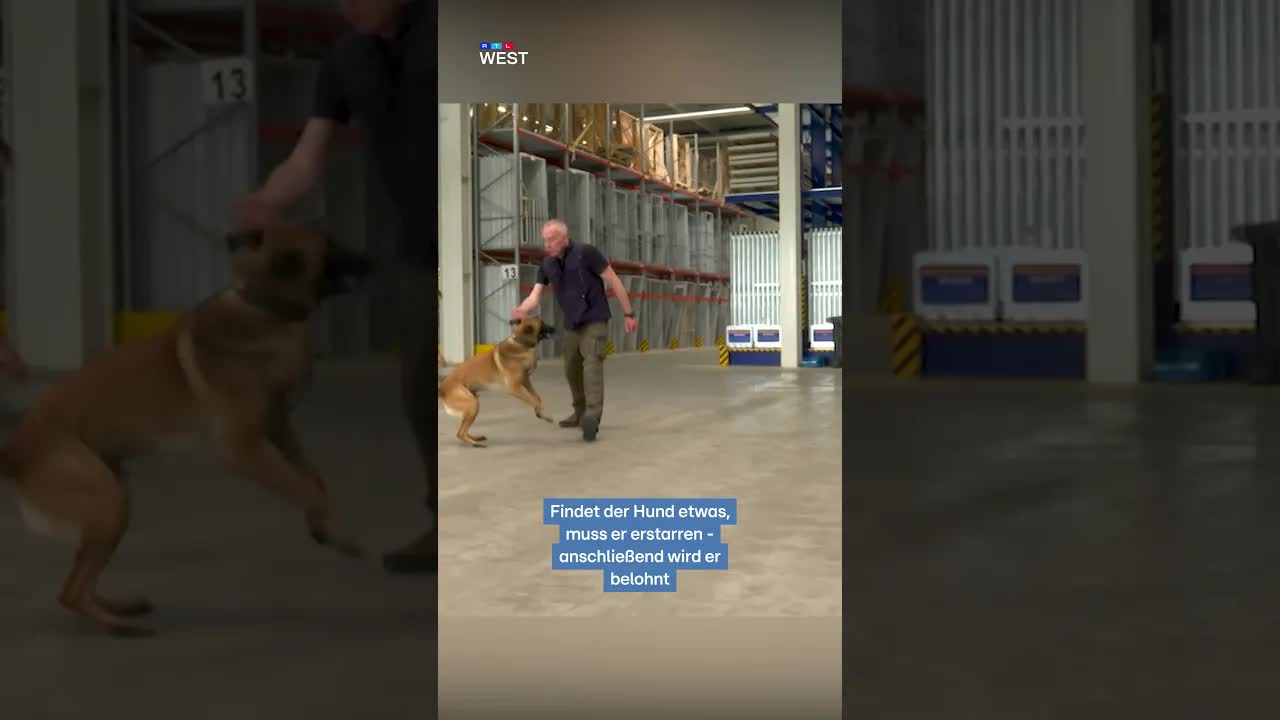 Training für Sprengstoffspürhunde