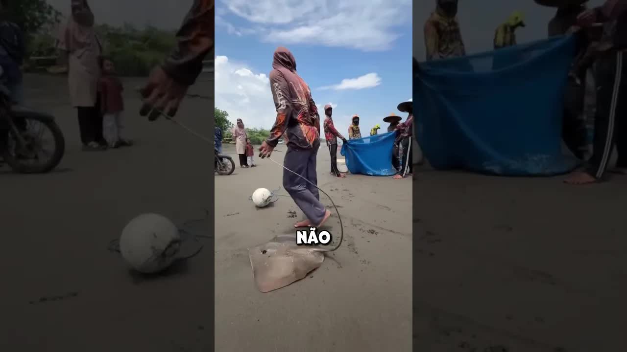 Pescador remove espinho venenoso de raia gigante