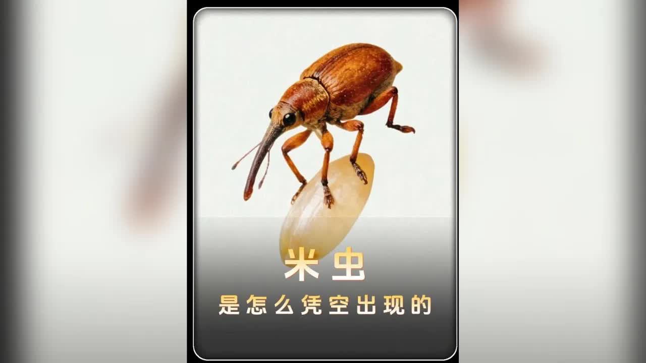 大米裡的蟲子從哪裡來？