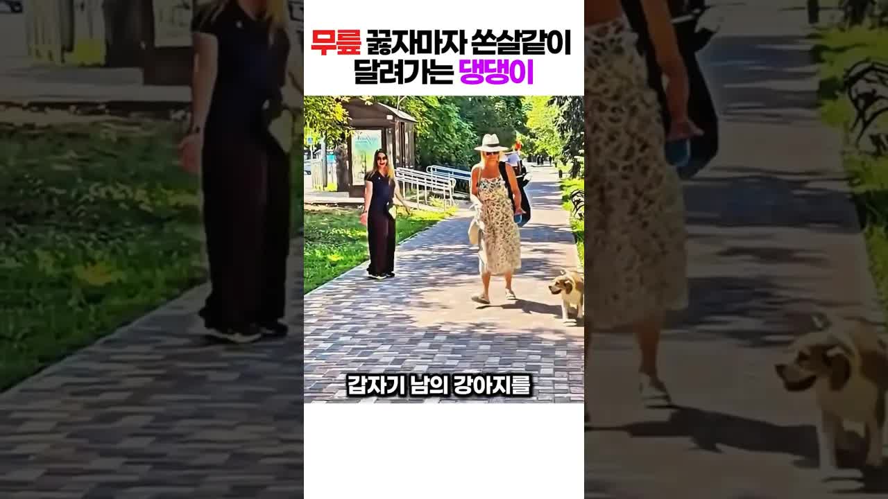 1년 만에 길거리에서 반려견과 재회한 감동 실화
