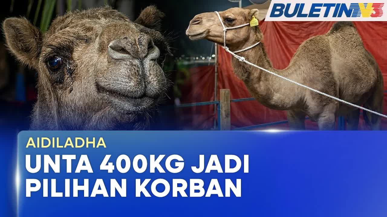 Unta Jadi Pilihan Korban Aidil Adha di Melaka