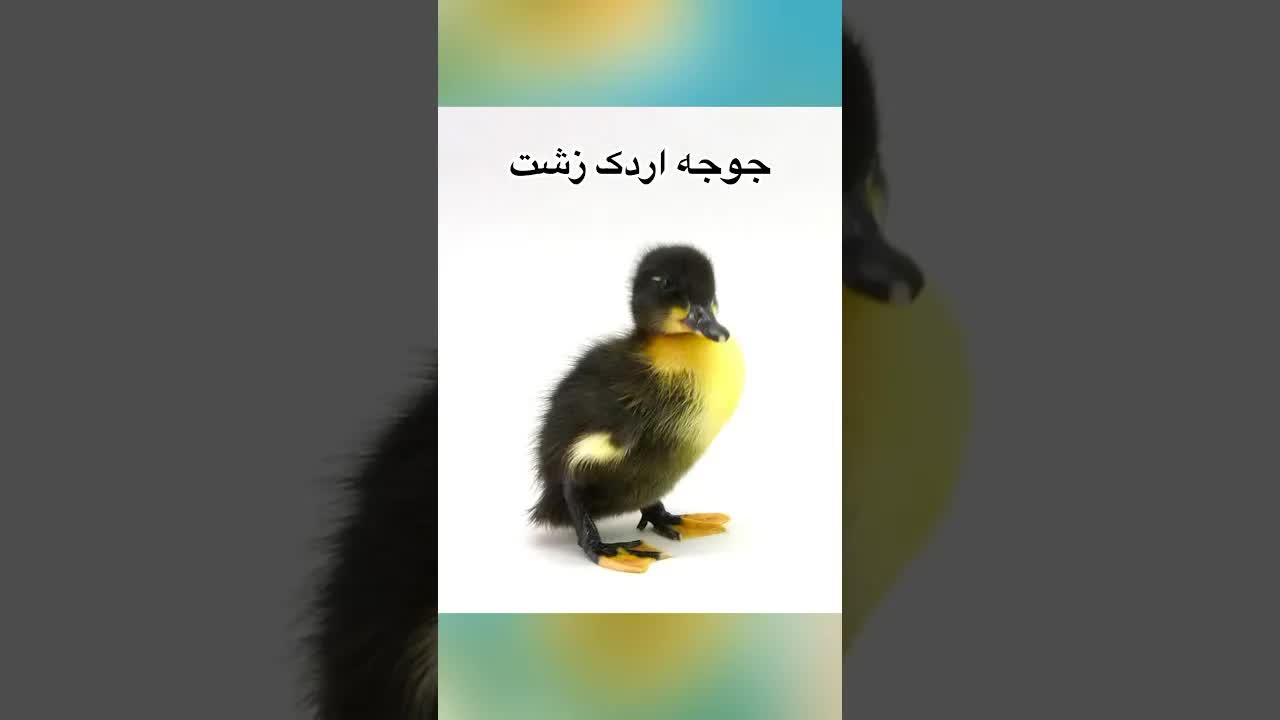 خلاصه داستان جوجه اردک زشت