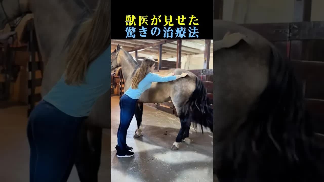 鍼治療で馬の痛みが消えた瞬間