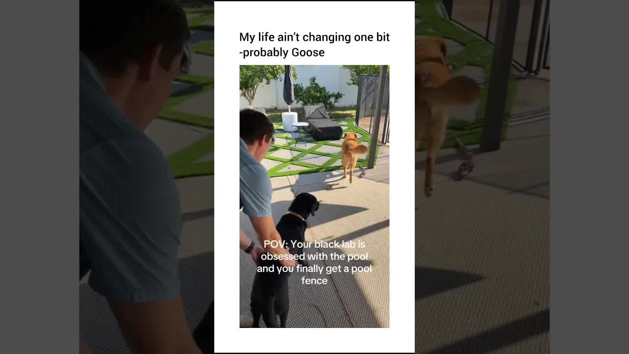 Goose's Birthday Present Surprise