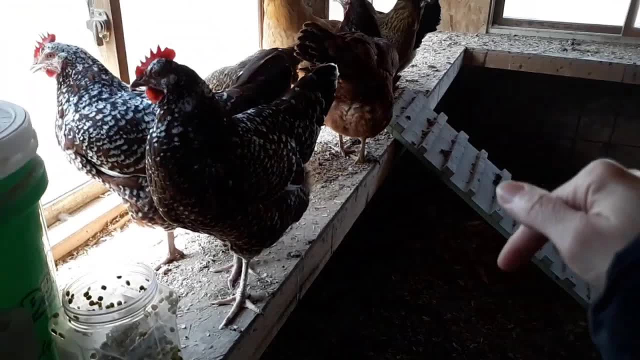 怎么分清每只鸡：初级中文听力