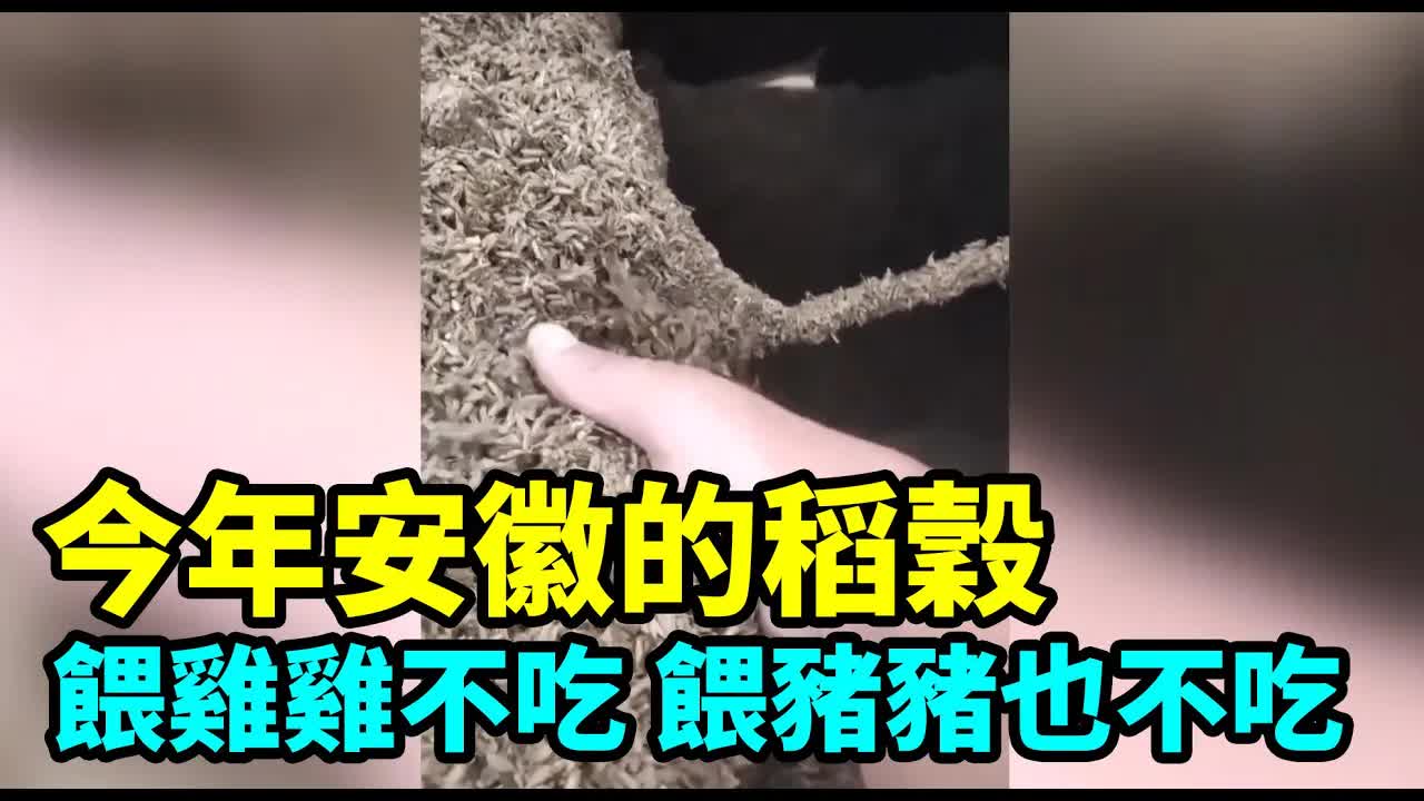安徽稻谷品質差，雞豬皆不吃