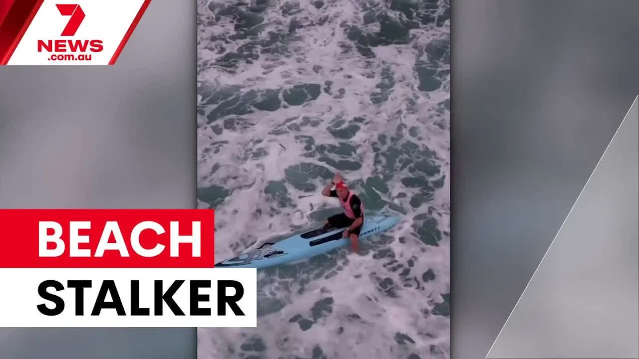Sydney shark scares and survivor’s emotional hospital reunion
