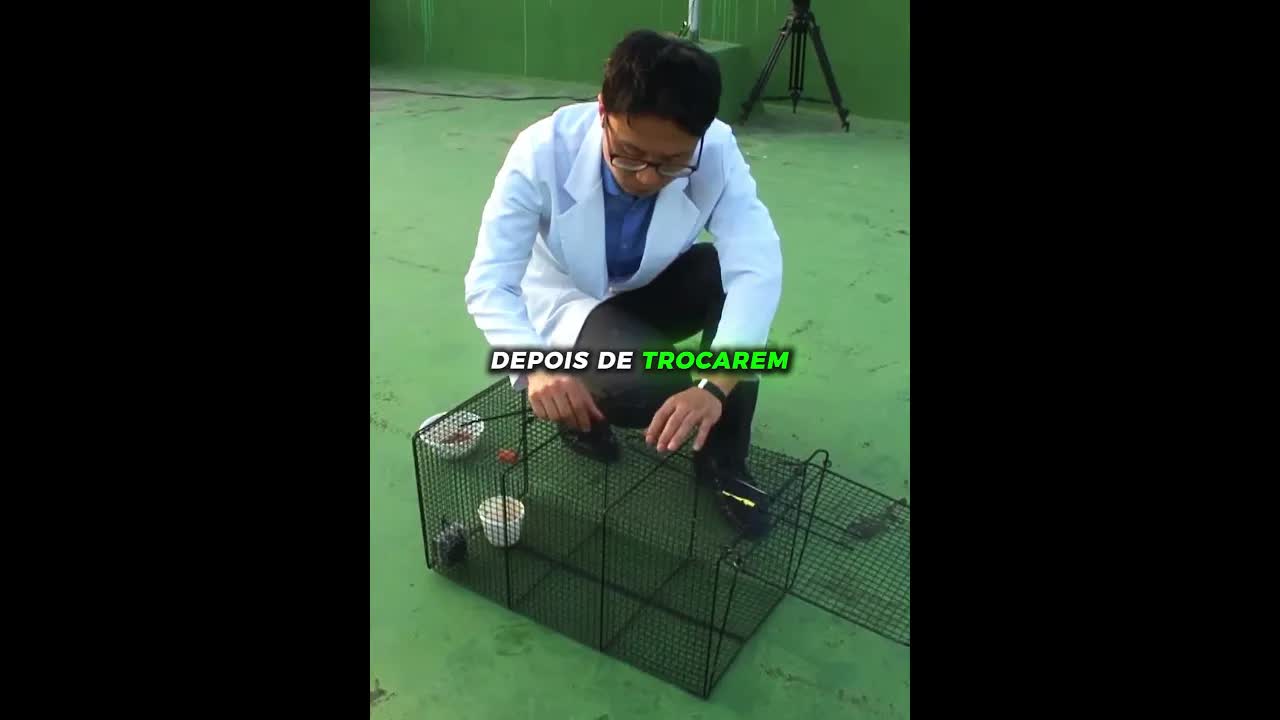 Gato resgatado após ficar preso no telhado
