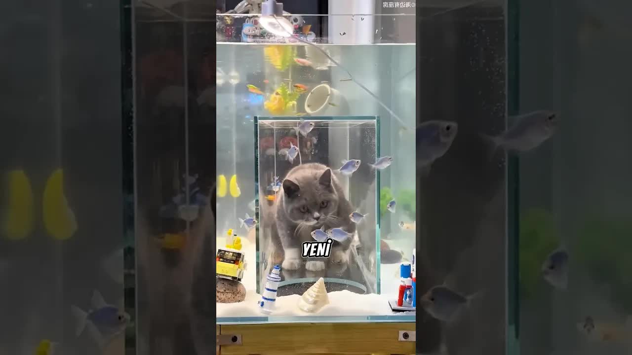 Kedi Balık Akvaryumuna Atlayınca Sahibi Şaşkına Döndü