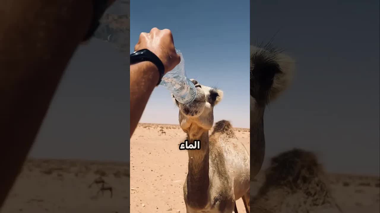 لماذا لا تعطي الجمل الماء أثناء السفر؟