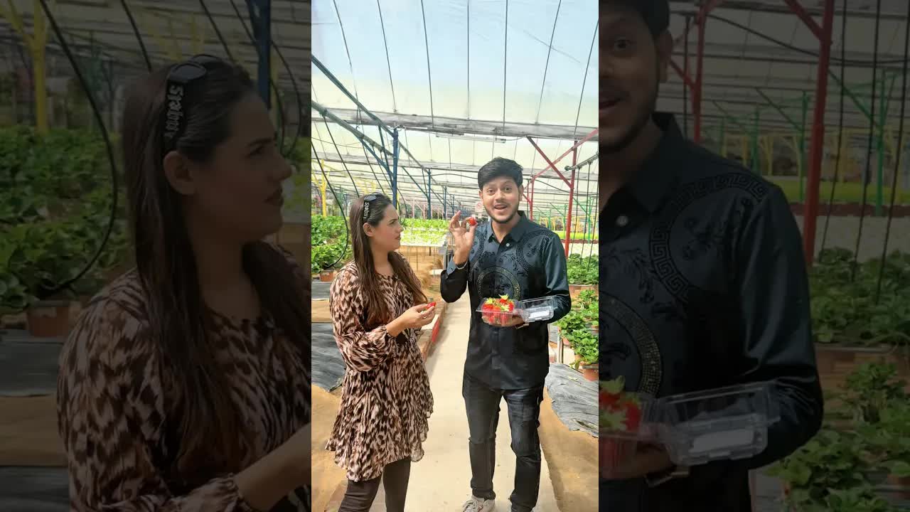 আমরা স্ট্রবেরি বাগানে স্ট্রবেরি তুলছি