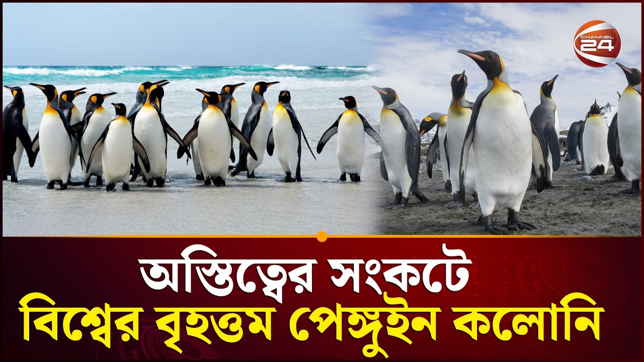 জলবায়ু পরিবর্তনে পিংগুইন কলোনির সংকট