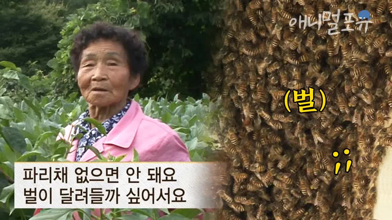 벌과 3년 동거한 할머니의 사연