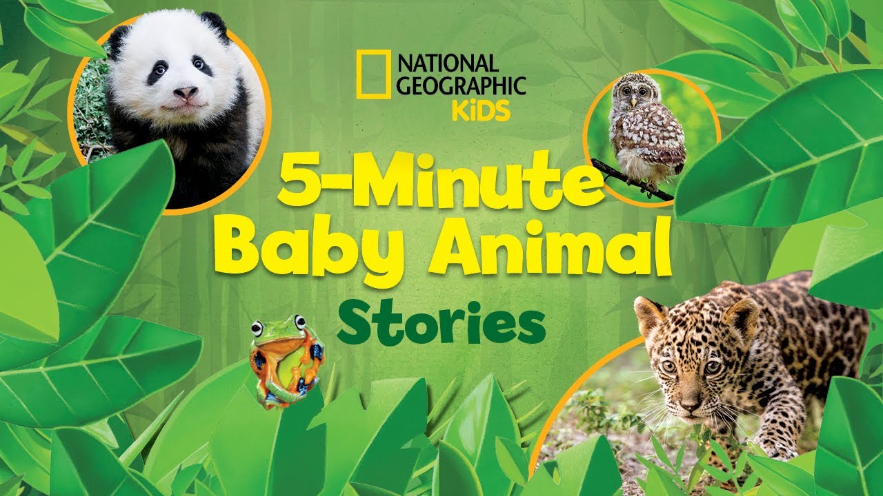 Real Baby Animal Stories For Kids