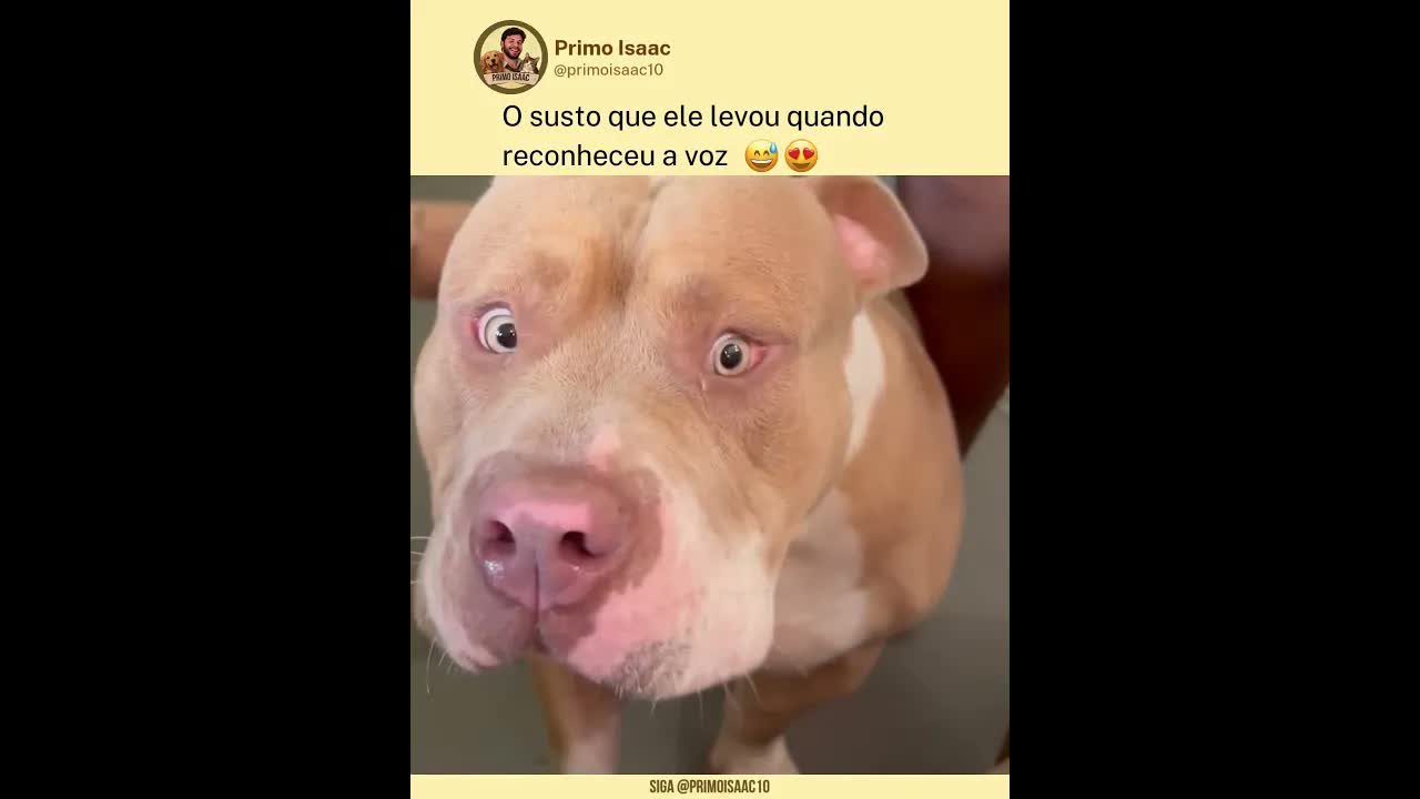 Cachorro se escondendo do dono