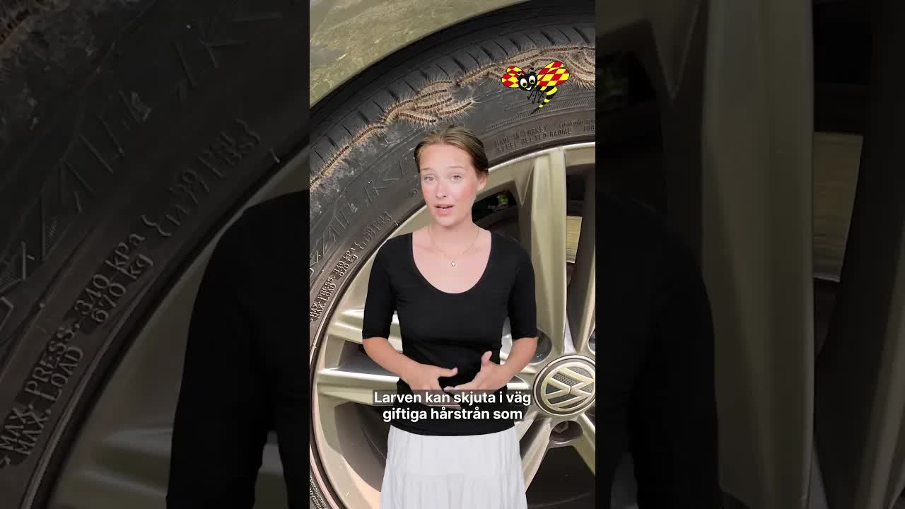 Familjen flyr efter attack från tallprocessionsspinnare
