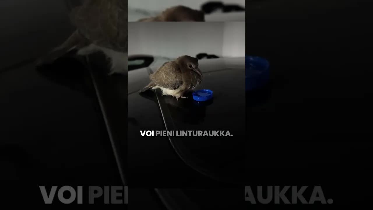 Pöllyinen lintu naapurin auton katolla