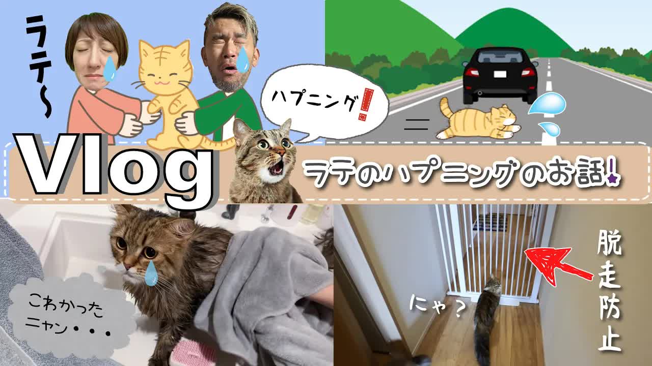ラテが行方不明になった大騒動