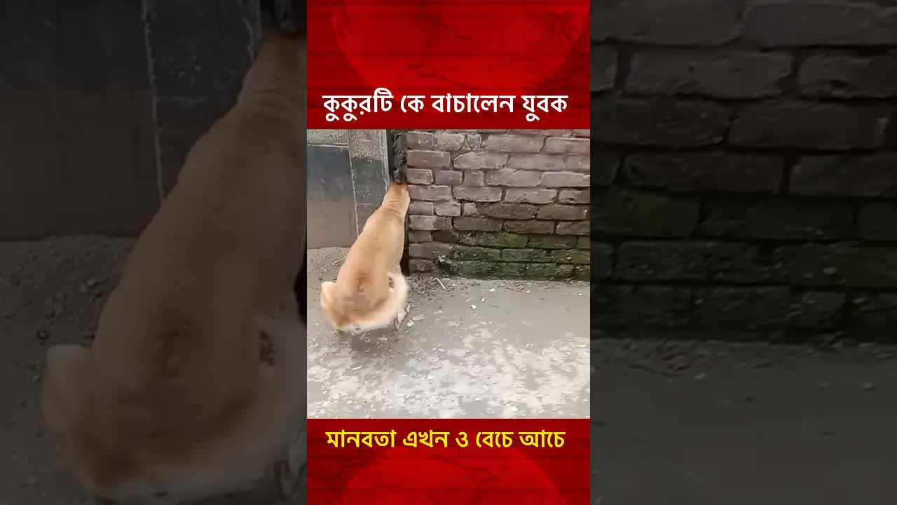 একটি কুকুর বাঁচানোর মানবিক ঘটনা