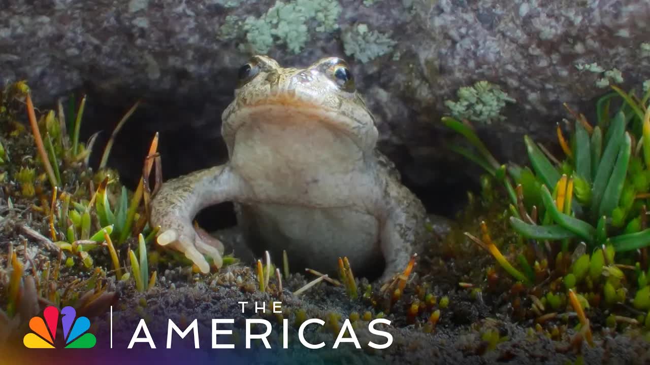 Frog And Lizard Surviving In Extreme Environments