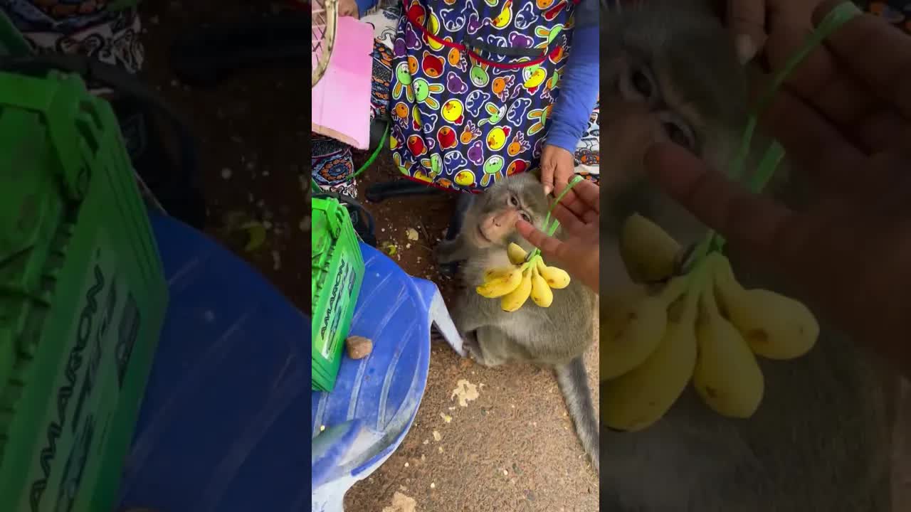 ลิงเขาสามมุขกับนิสัยใหม่ที่เปลี่ยนไป
