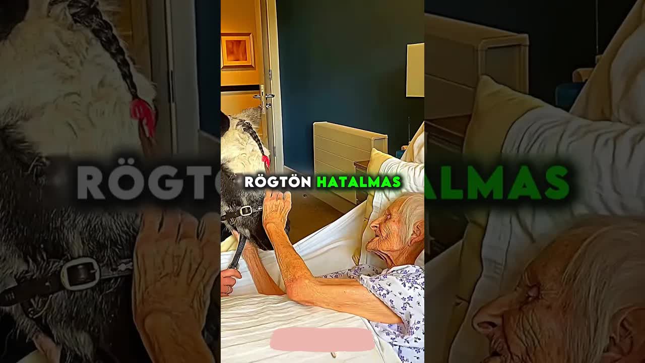 Nagymama utolsó kívánsága: A póni búcsúja