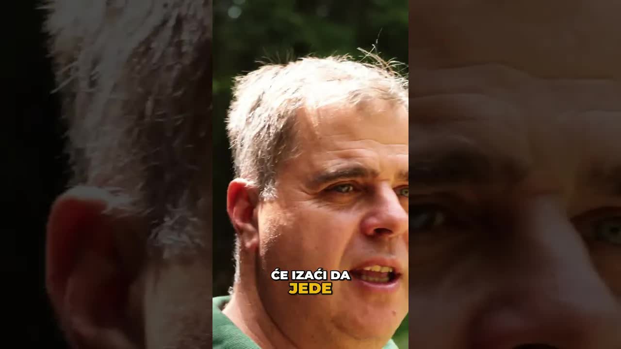 Čekanje medveda na hraništu i fotografska avantura