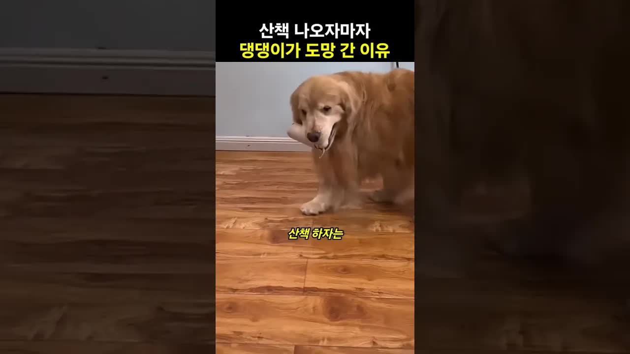폭염 속에서 산책을 포기한 강아지