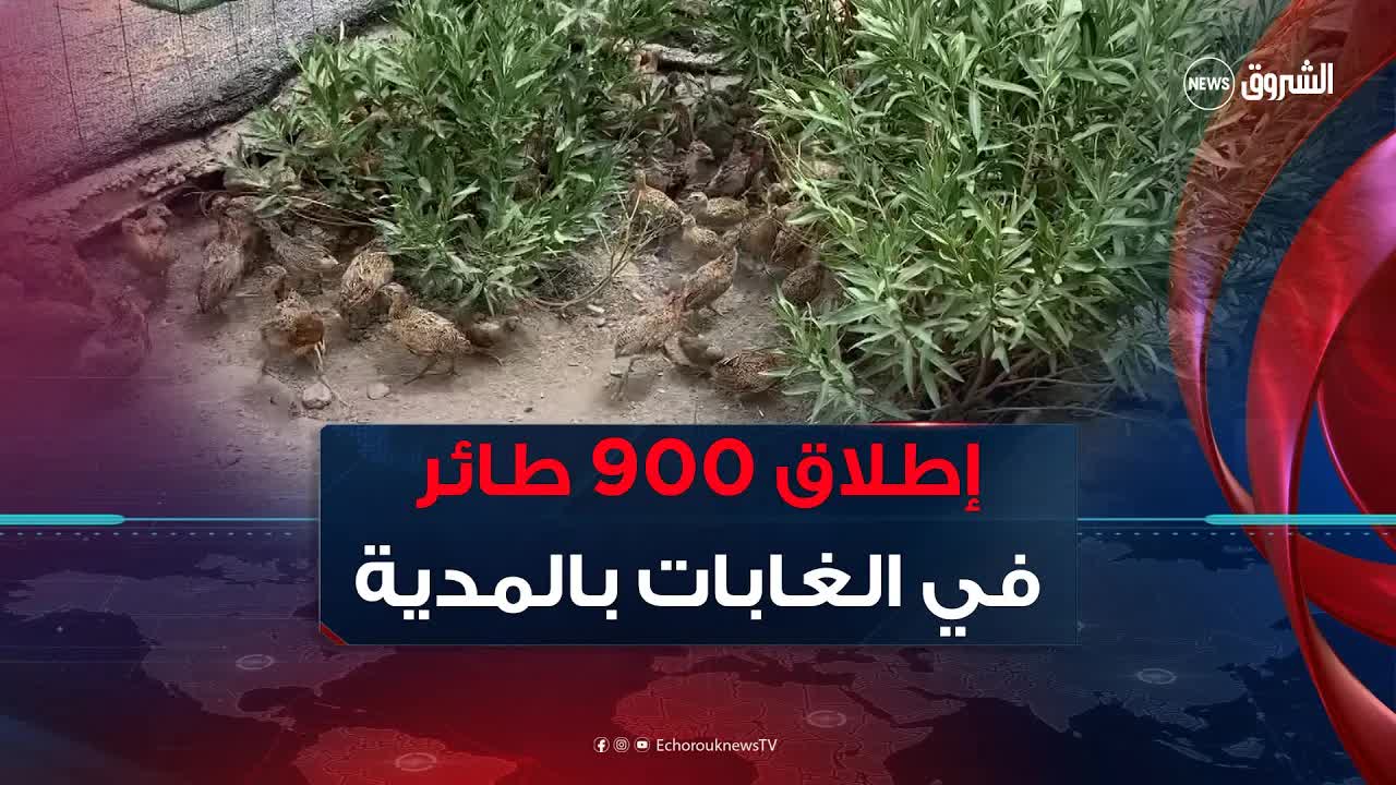 إطلاق 900 طائر لإعادة الحياة البرية في المدية