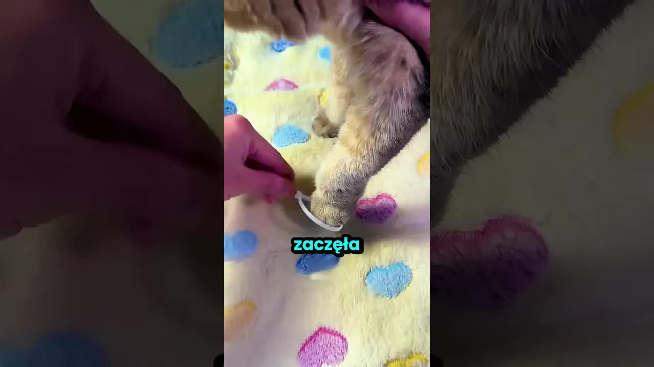 Dziewczyna szuka winowajcy wśród kotów