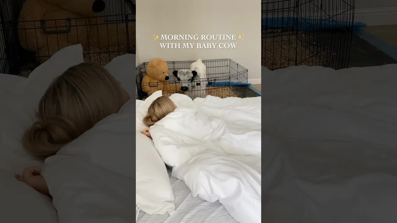 Baby cow morning routine and cuddles
