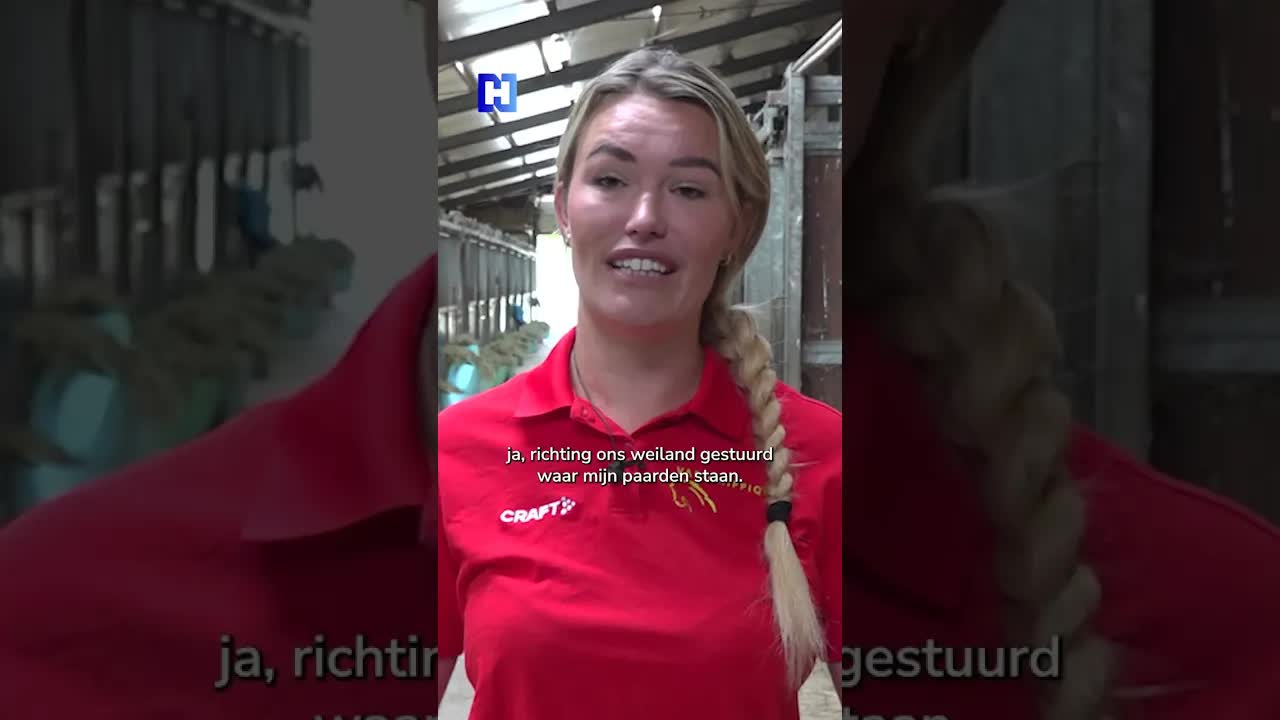 Twaalf paarden rennen de snelweg op