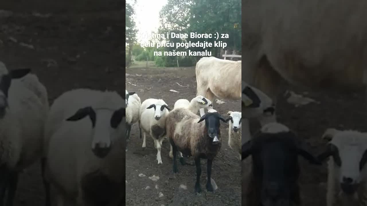 Priča o Kristini, Danu i malom Ivanu