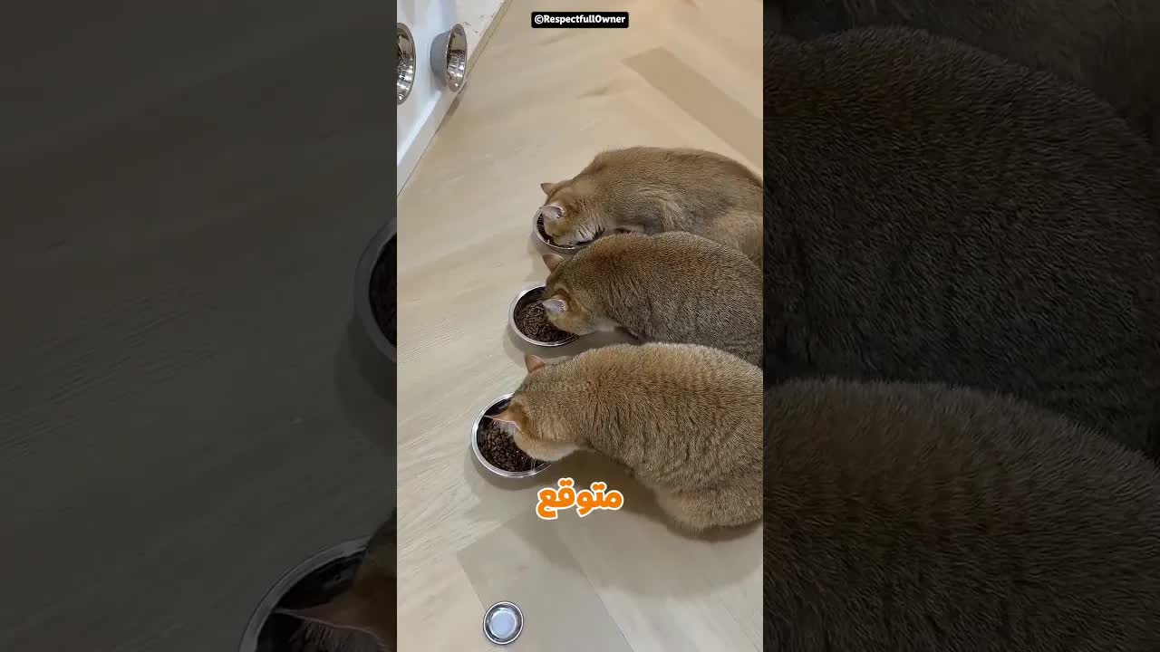 رجل يجهز قططه قبل السفر ويتفاجأ بالنتيجة