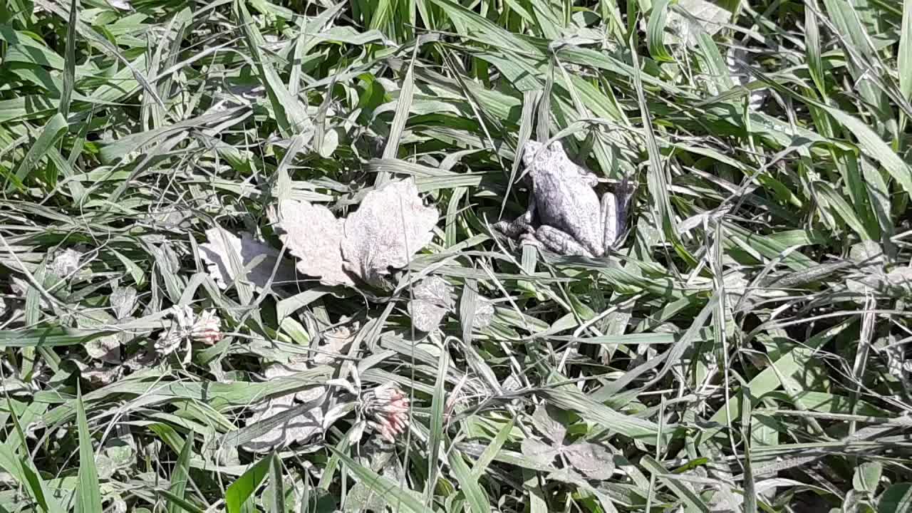 用简单中文看一只害羞的小青蛙