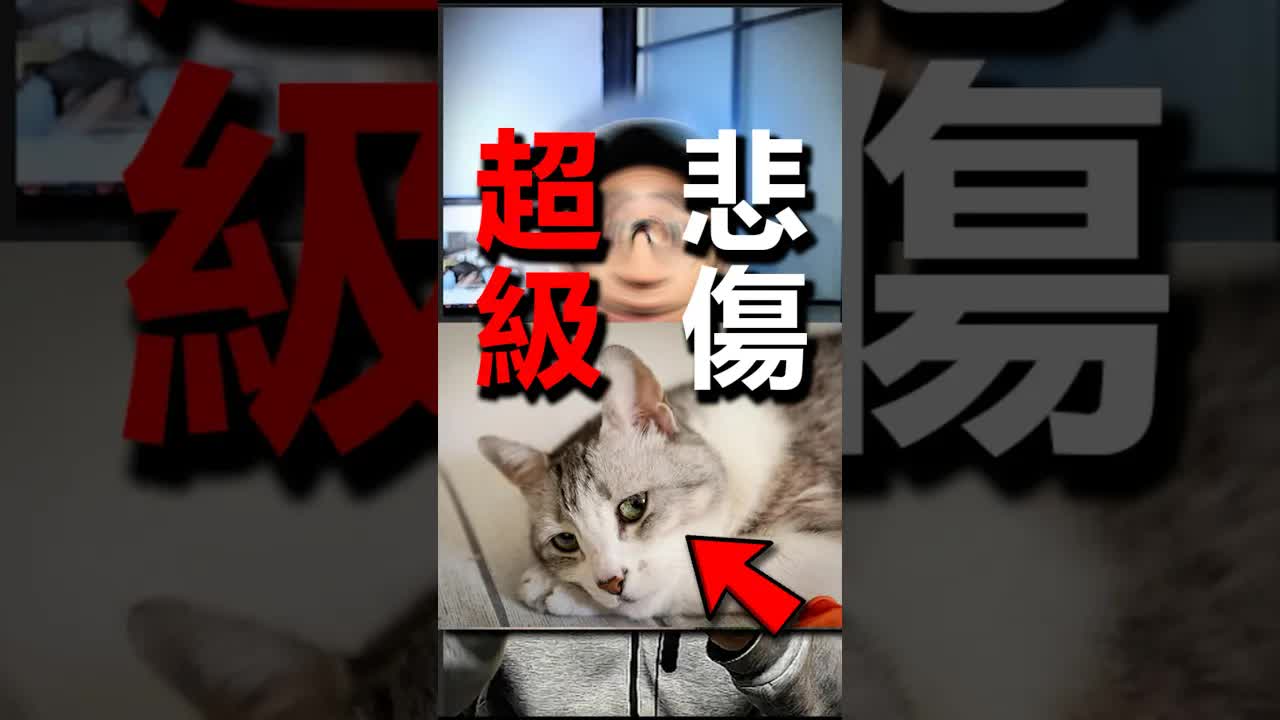 大猩猩可可的悲伤故事